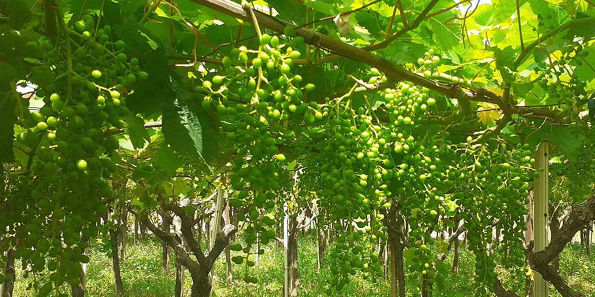 Uva Baresana e piselli tradizionali Salentini tra i nuovi presidi Slow Food 